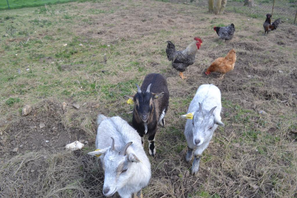 Ferme "Les Flaquettes" Bed & Breakfast Guines ภายนอก รูปภาพ